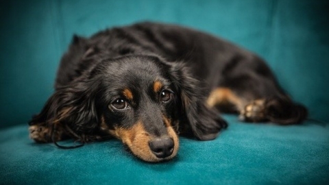 מהם הדברים שבאמת צריך לדעת כשרוצים לקנות מלונה לכלב? - צרכנות  בשוהם