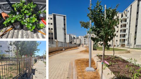 פרויקט נטיעה נרחב בשוהם: כ-400 עצי צל והדר - חדשות בשוהם