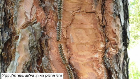 קק"ל מזהירה את הציבור לא לבקר ביער שוהם בין התאריכים 26-28.12 - חדשות בשוהם