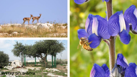 יער קהילתי שוהם מזמין - לא תבואו? - תרבות הפנאי  בשוהם