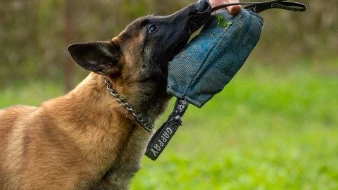 איך בוחרים ומתחזקים ציוד נכון לכלב בבית - המשפחה שלי  בשוהם